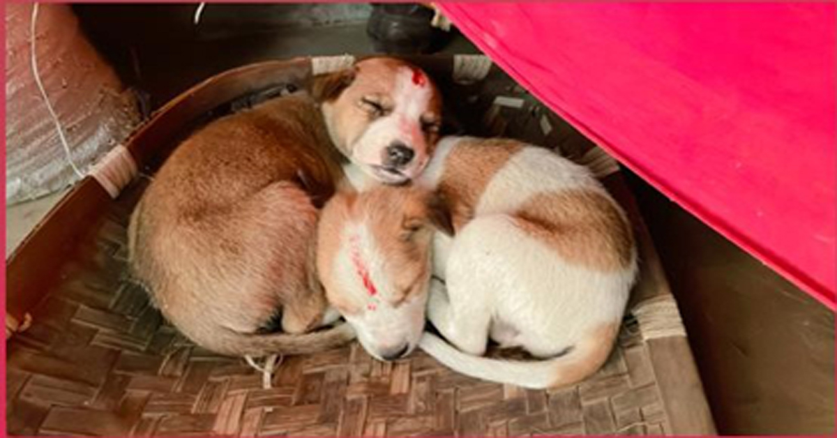 Do you know what are the benefits of feeding a dog? 5 dog 1