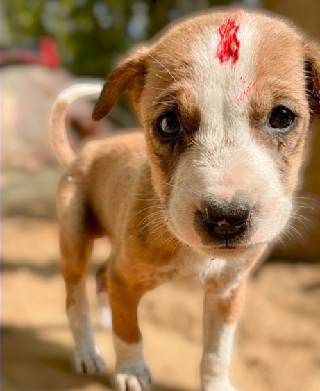 Do you know what are the benefits of feeding a dog? 2 dog 2