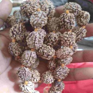 Rudraksha
